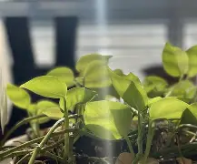 2021绿城真的要破产了吗